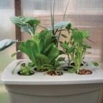 Why Grow Hydroponically? | hydroponics