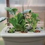 hydroponic gardening