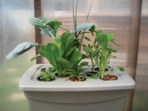 hydroponic gardening