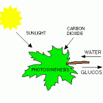 How Plants Grow | photosynthesis